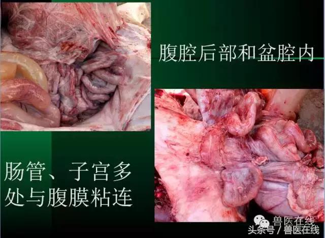 有图有真相——看猪病专家进行蓝耳病的现场诊断和详解!