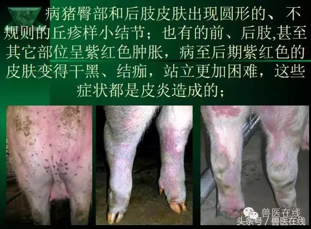 有图有真相——看猪病专家进行蓝耳病的现场诊断和详解!