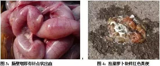 蛋鸡拉浅绿色粪便是什么原因,蛋鸡粪便条状怎么回事