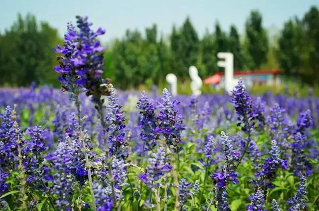 出什么国！来河北就等于来了全世界……