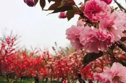 出什么国！来河北就等于来了全世界……