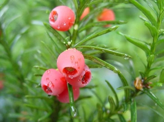 它曾被誉为营养黄金,一棵价值不菲的水果树