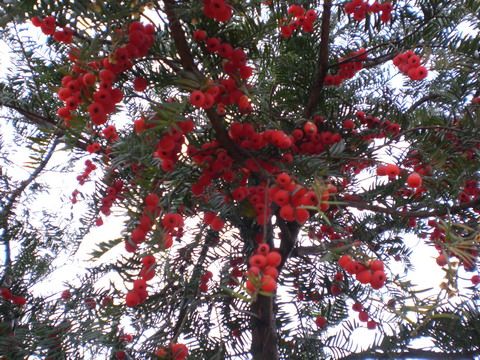 它曾被誉为营养黄金,一棵价值不菲的水果树