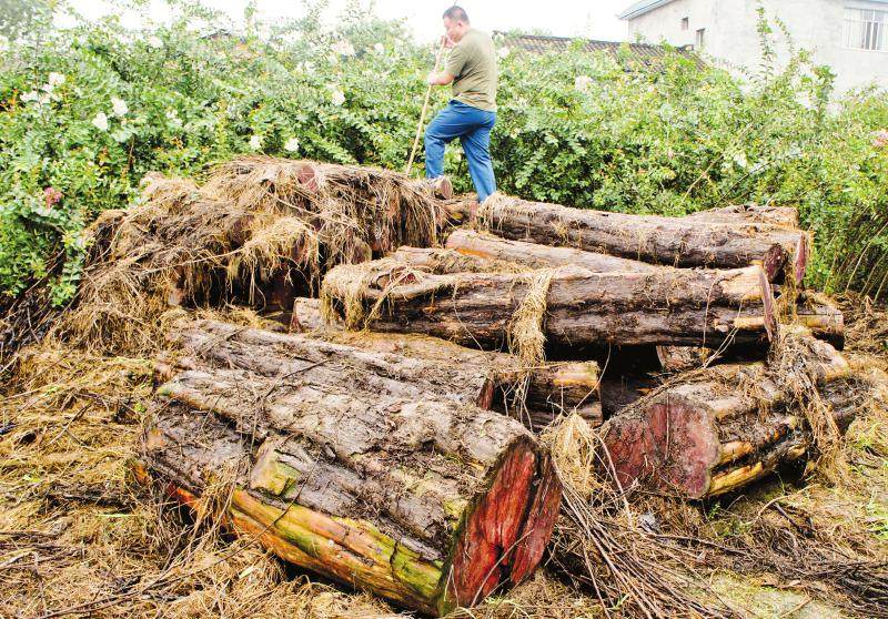 它曾被誉为营养黄金,一棵价值不菲的水果树