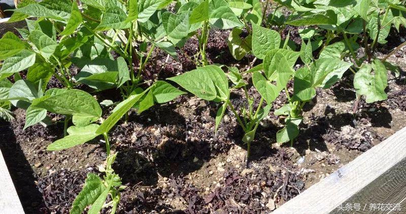 怎么给海藻植物做肥料,海藻肥养植物