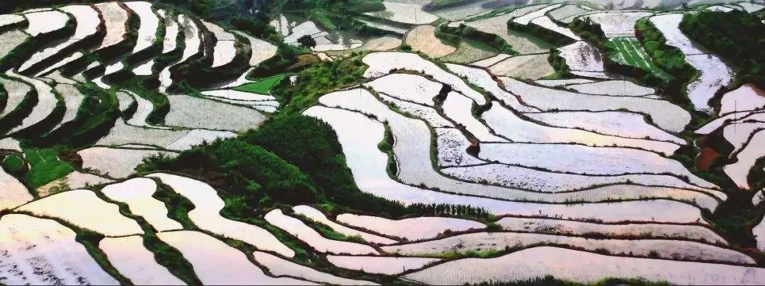 六月初夏这些梯田太美了,春耕时节田园如画图片
