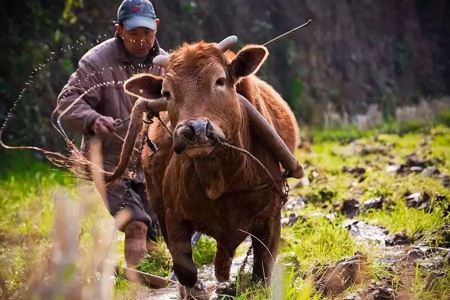 六月初夏这些梯田太美了,春耕时节田园如画图片
