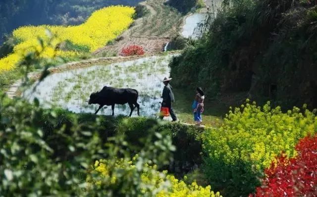 六月初夏这些梯田太美了,春耕时节田园如画图片