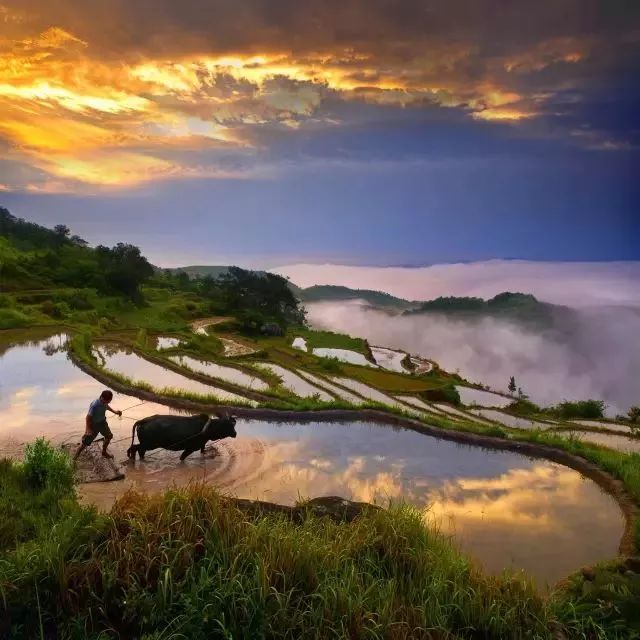六月初夏这些梯田太美了,春耕时节田园如画图片