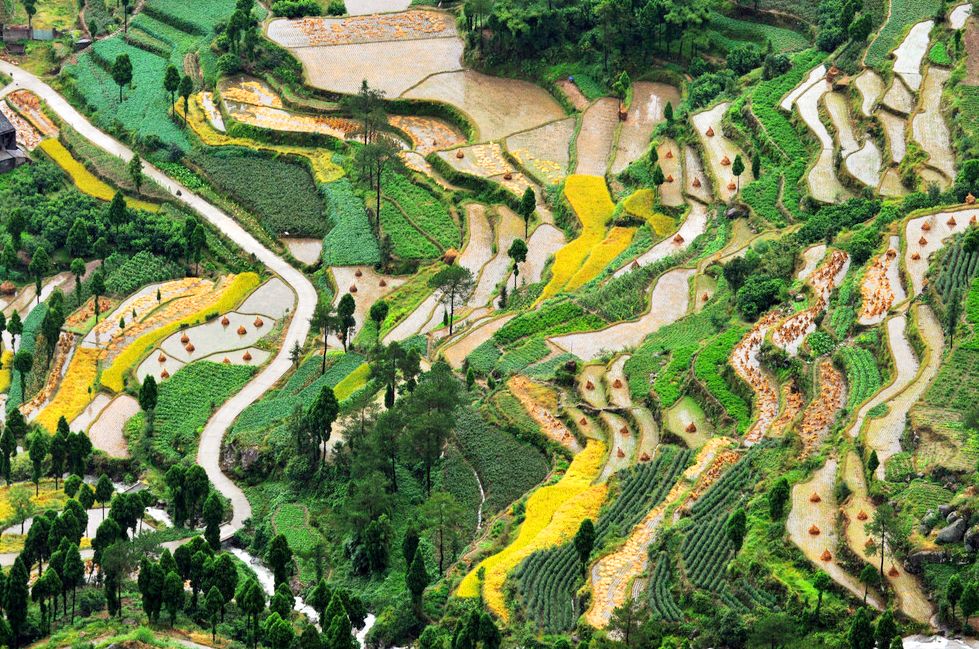 六月初夏这些梯田太美了,春耕时节田园如画图片