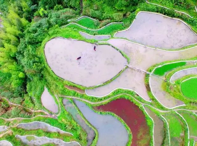 六月初夏这些梯田太美了,春耕时节田园如画图片