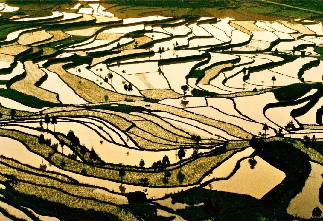 六月初夏这些梯田太美了,春耕时节田园如画图片