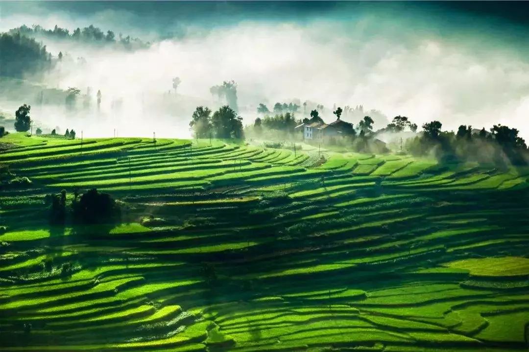 六月初夏这些梯田太美了,春耕时节田园如画图片