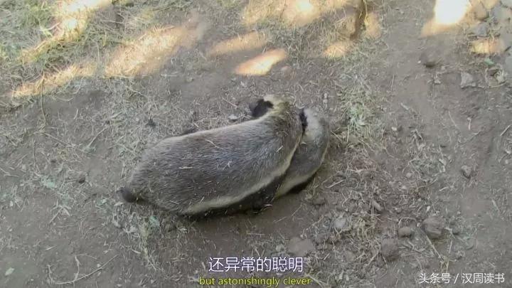 非洲平头哥张狂不是我的本性但是惹我就等于自杀