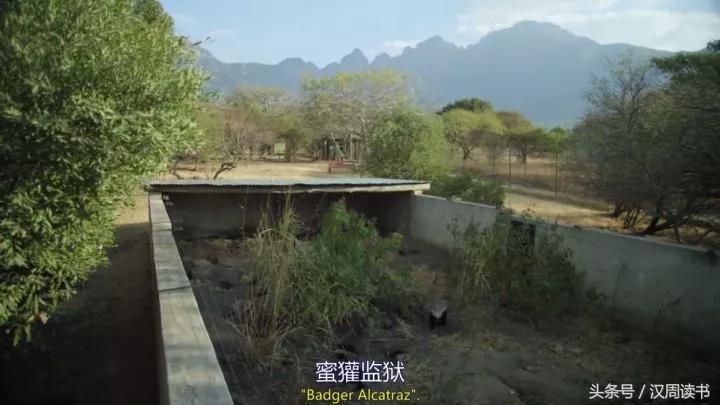 非洲平头哥张狂不是我的本性但是惹我就等于自杀