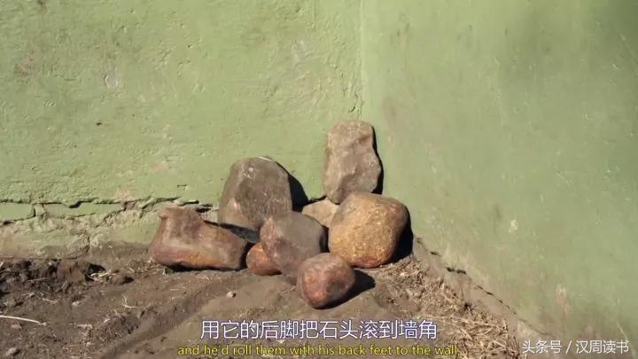 非洲平头哥张狂不是我的本性但是惹我就等于自杀