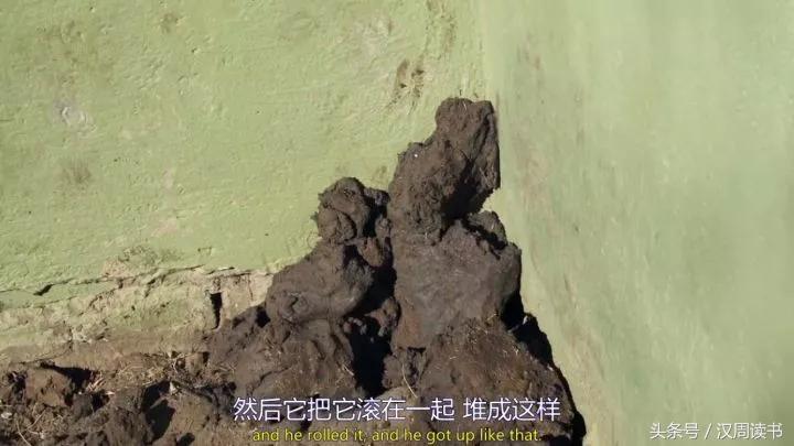 非洲平头哥张狂不是我的本性但是惹我就等于自杀