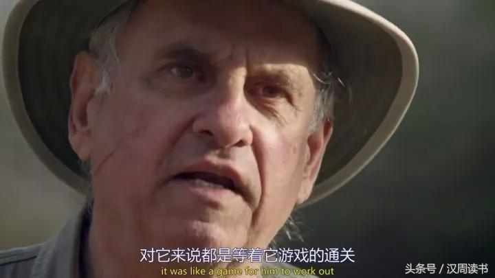 非洲平头哥张狂不是我的本性但是惹我就等于自杀