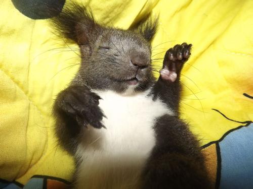 魔王松鼠好养吗,松鼠叫声魔王