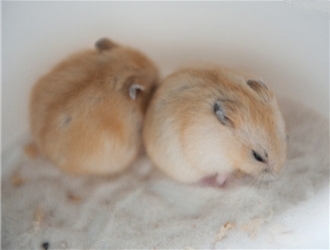 天气转凉养仓鼠要注意些什么,天气热养仓鼠需要注意什么