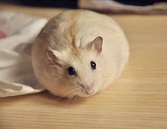 天气转凉养仓鼠要注意些什么,天气热养仓鼠需要注意什么