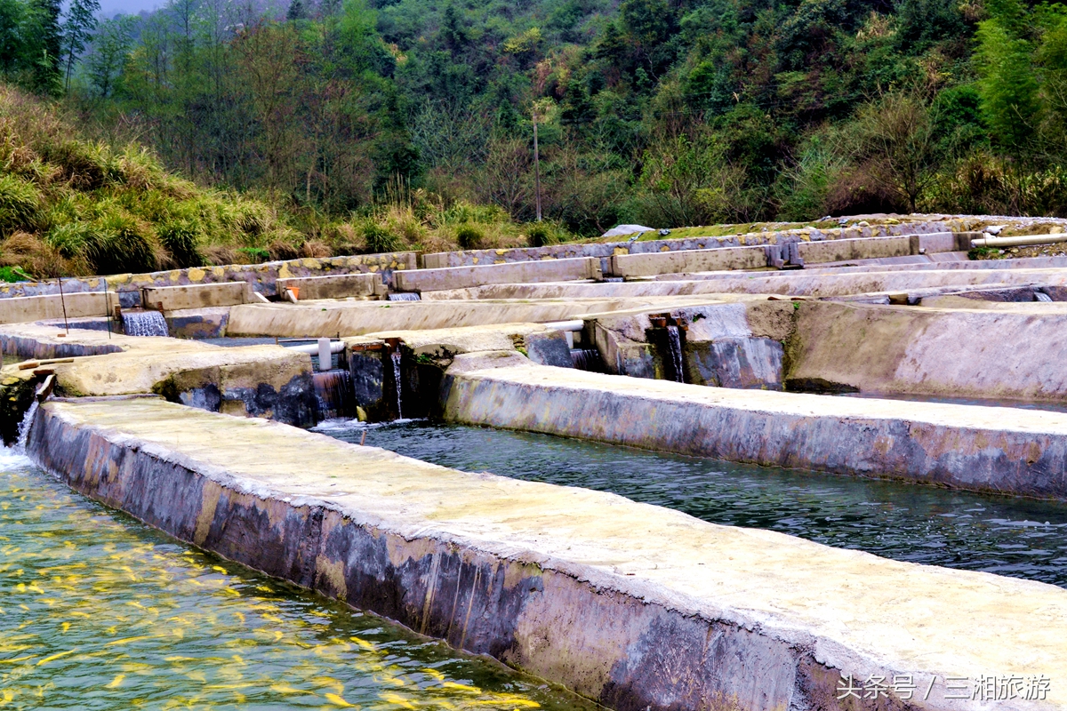 株洲生态休闲农庄生态餐饮,株洲野生鱼饭店