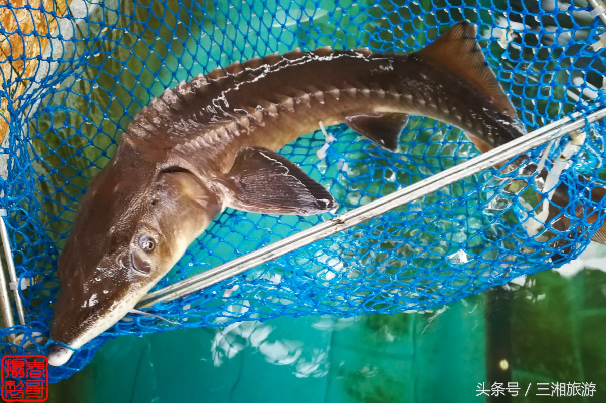 株洲生态休闲农庄生态餐饮,株洲野生鱼饭店