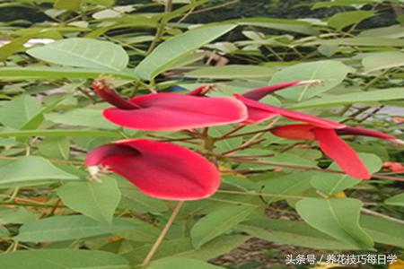 进口马蹄莲怎样扦插,马蹄莲怎么繁育