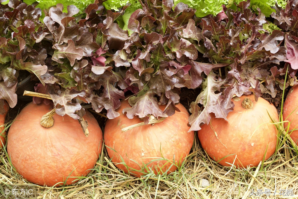 切下来的萝卜头怎么种小盆栽,蔬菜洋葱如何种出来好看