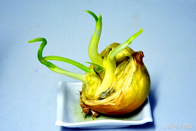 切下来的萝卜头怎么种小盆栽,蔬菜洋葱如何种出来好看