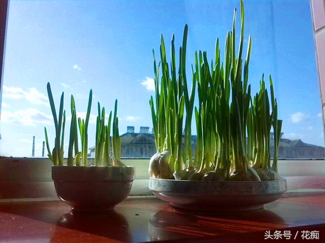 切下来的萝卜头怎么种小盆栽,蔬菜洋葱如何种出来好看