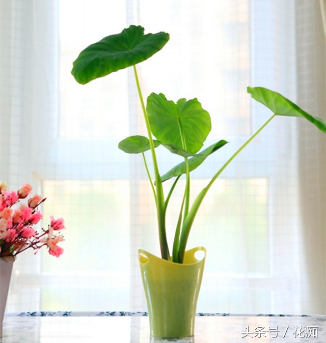 切下来的萝卜头怎么种小盆栽,蔬菜洋葱如何种出来好看