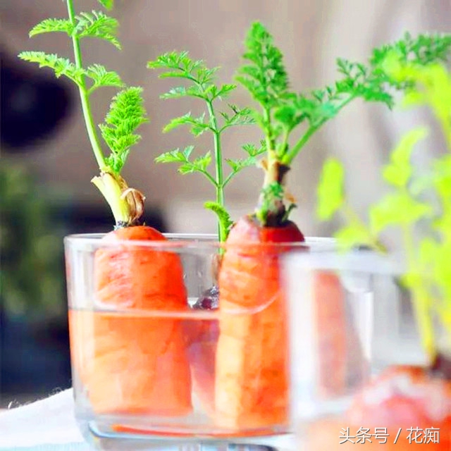 切下来的萝卜头怎么种小盆栽,蔬菜洋葱如何种出来好看