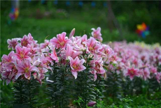 百合的种植方法和时间冬季,百合又美又耐寒种植方法很简单