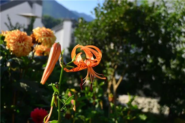 百合的种植方法和时间冬季,百合又美又耐寒种植方法很简单