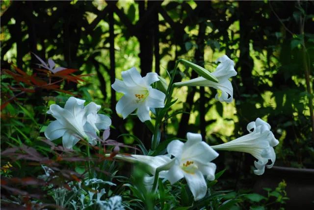 百合的种植方法和时间冬季,百合又美又耐寒种植方法很简单