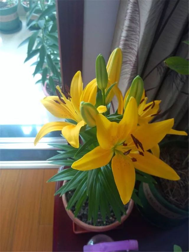 百合的种植方法和时间冬季,百合又美又耐寒种植方法很简单