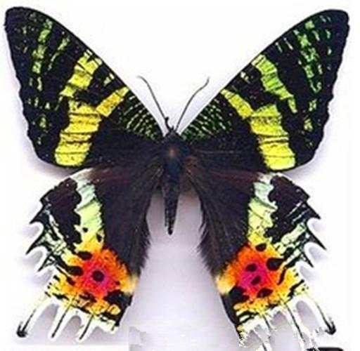 世界上最美蝴蝶第一名,世界最美的蝴蝶