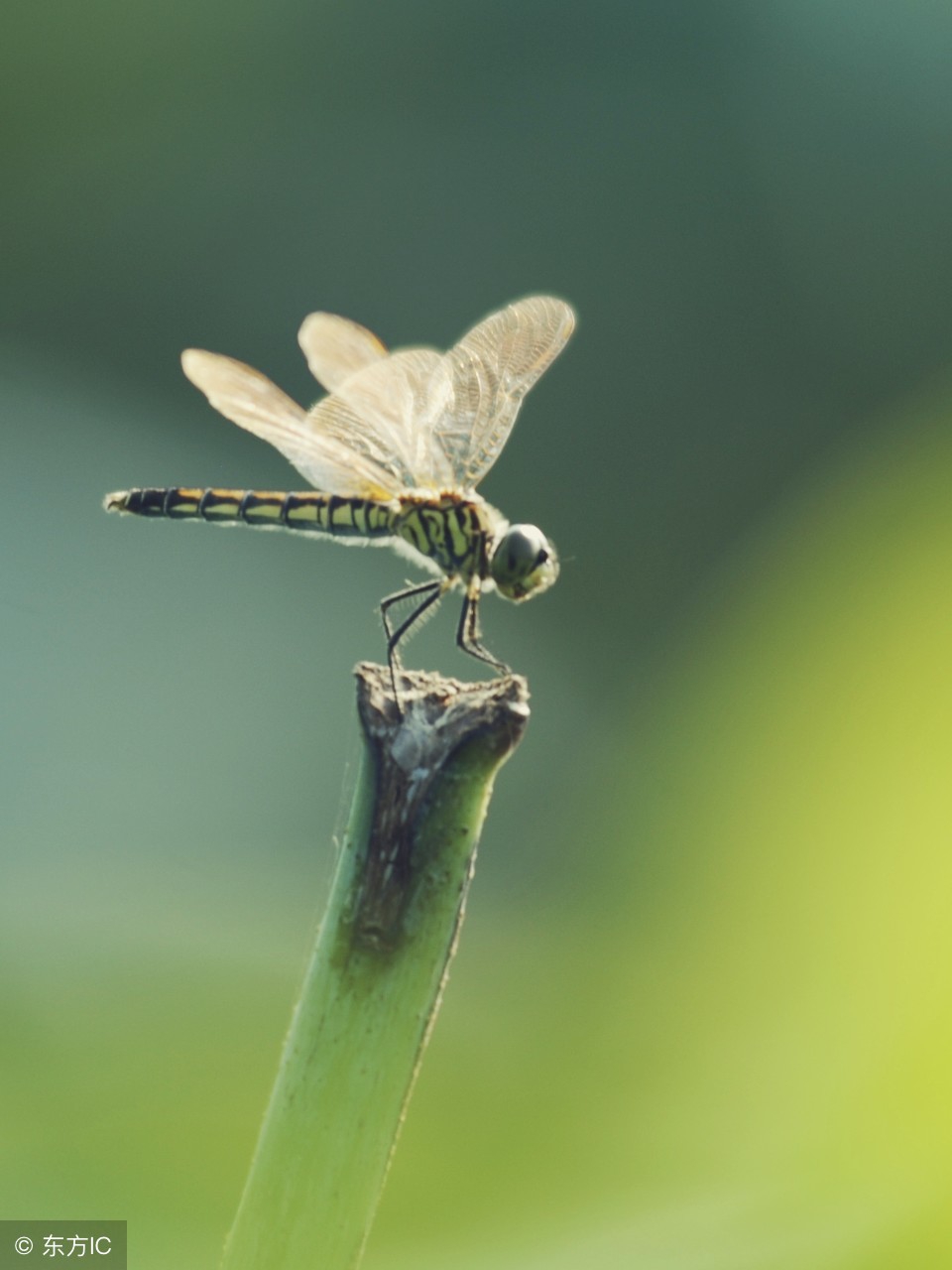 才华横溢令人惊呆的诗,我见过最才华横溢的诗