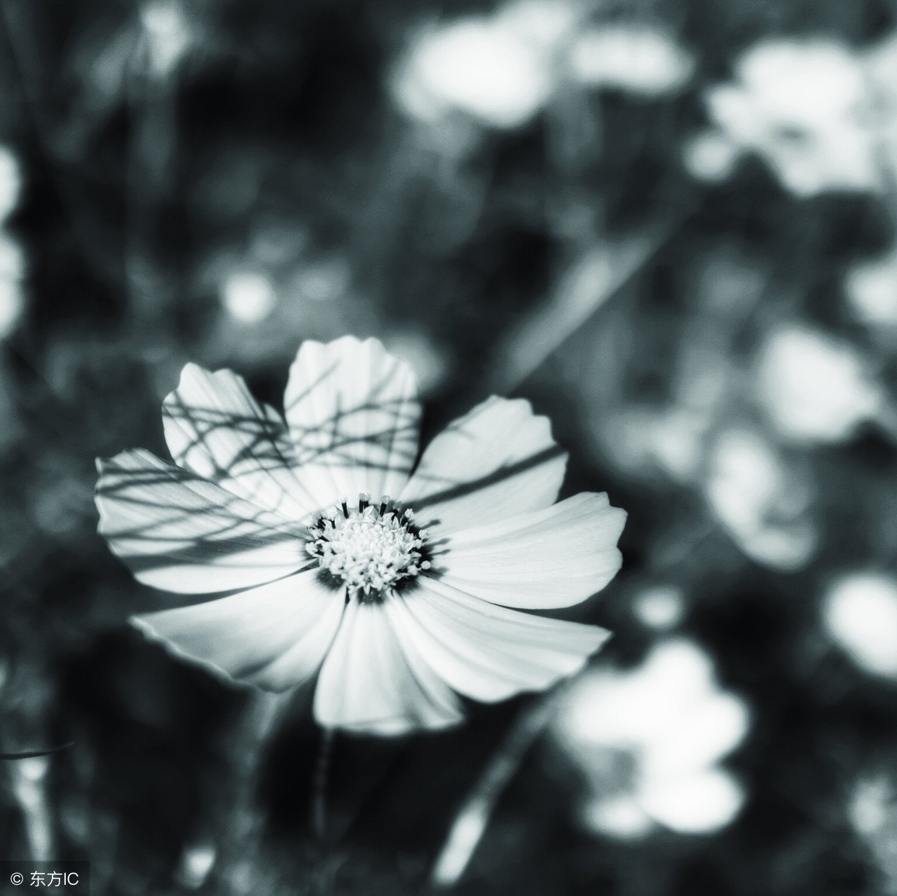 才华横溢令人惊呆的诗,我见过最才华横溢的诗