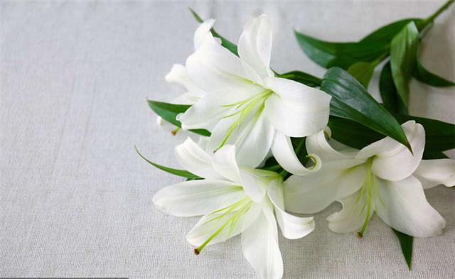 孕期室内不能养什么花和植物,什么花适合室内养对孕妇好