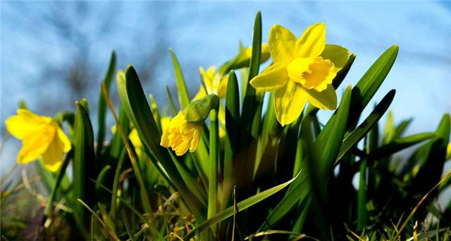 孕期室内不能养什么花和植物,什么花适合室内养对孕妇好