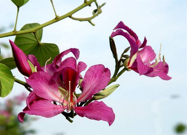 孕期室内不能养什么花和植物,什么花适合室内养对孕妇好