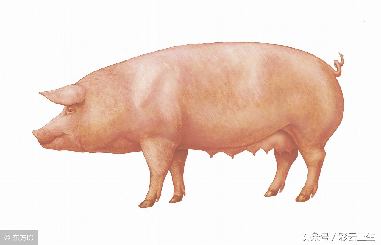 母猪品种的介绍母猪图片,现在养殖母猪什么品种土母猪好