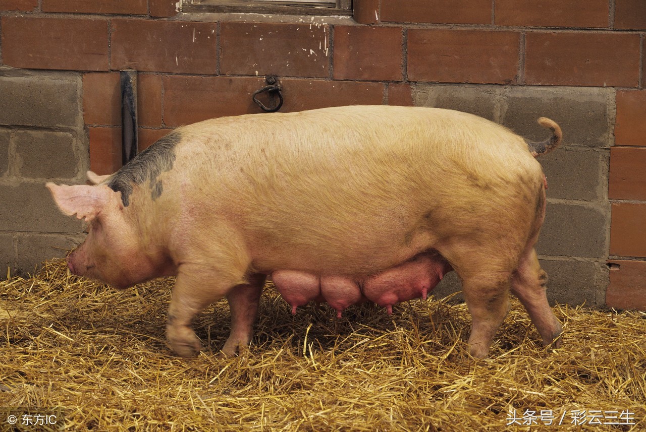 母猪品种的介绍母猪图片,现在养殖母猪什么品种土母猪好