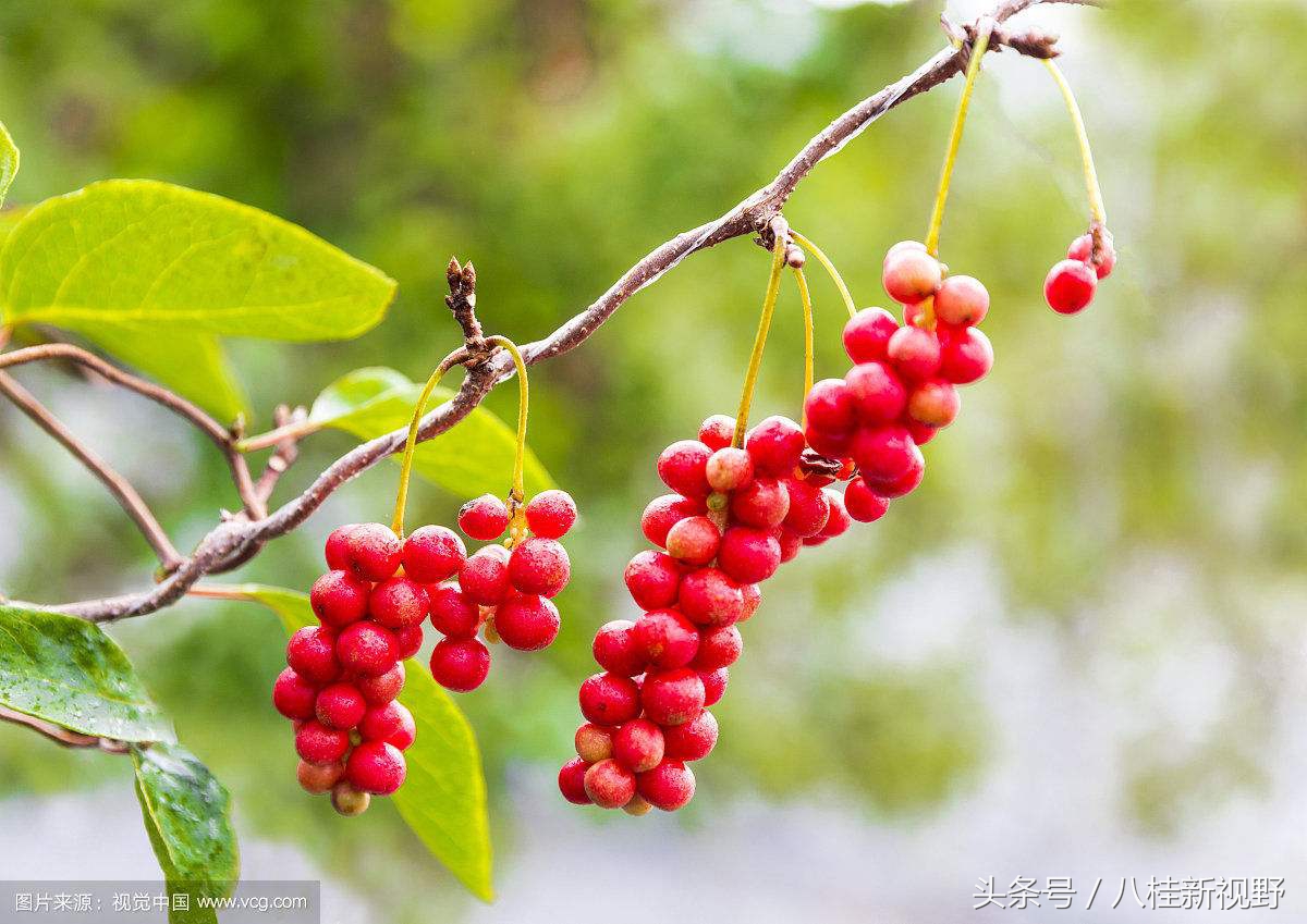 “多子多孙”补肾第一名方：五子衍宗丸