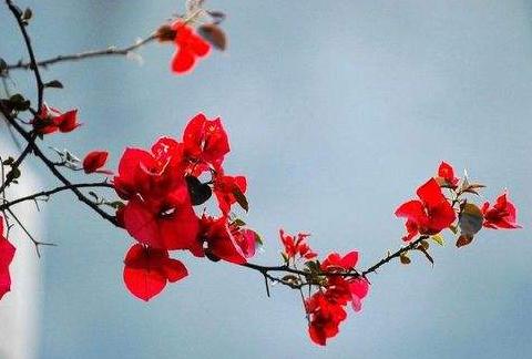 股票一旦出现“红杏出墙”形态,斩钉截铁满仓干,股价将火箭冲天