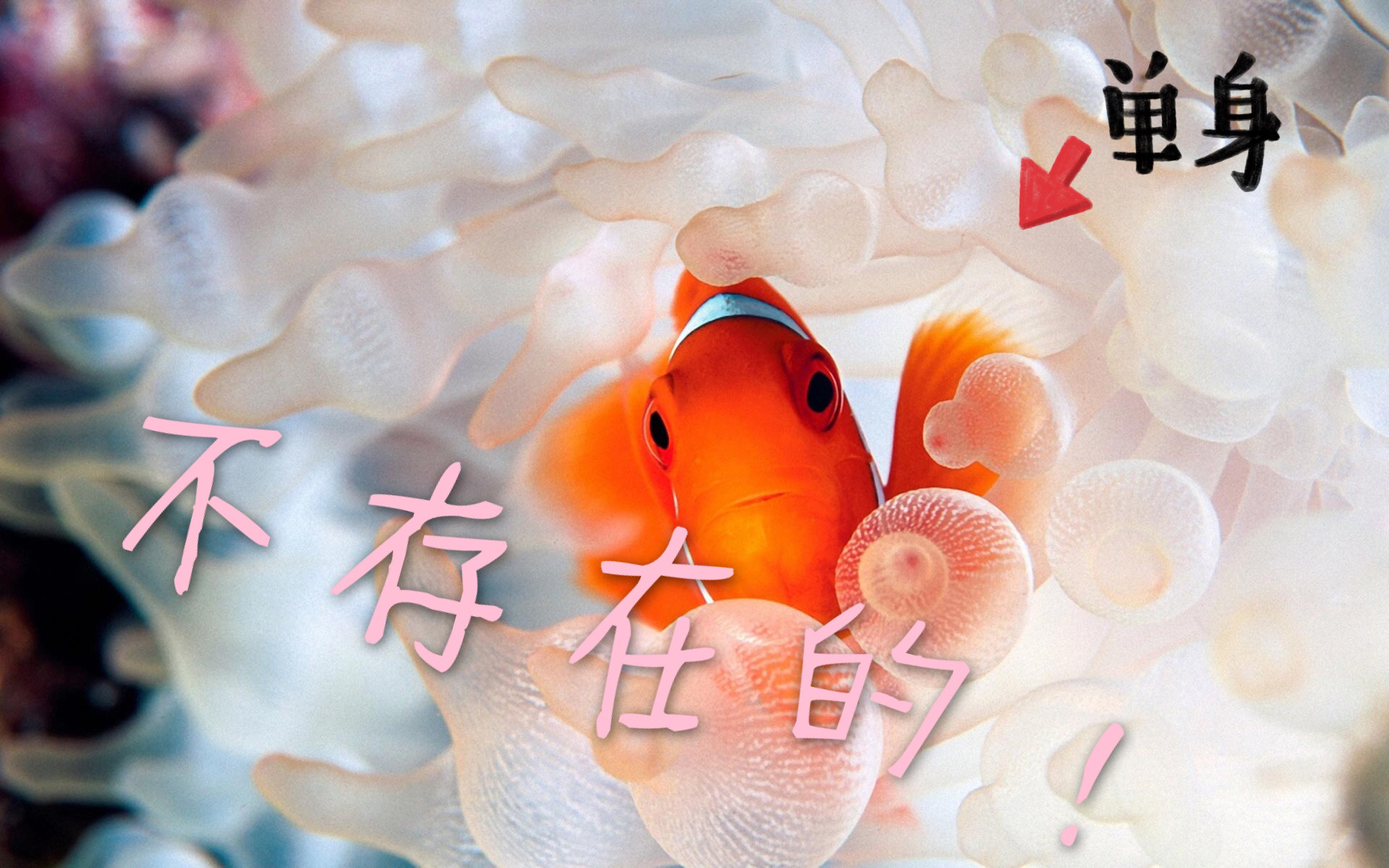 小丑鱼简易饲养方法 (小丑鱼的饲养教程)