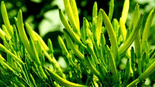 中药百科黄花菜,黄花菜的中医作用与功效