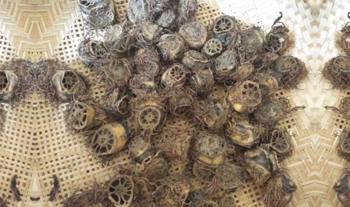 每一味中药背后都有一个美丽传说之藕节